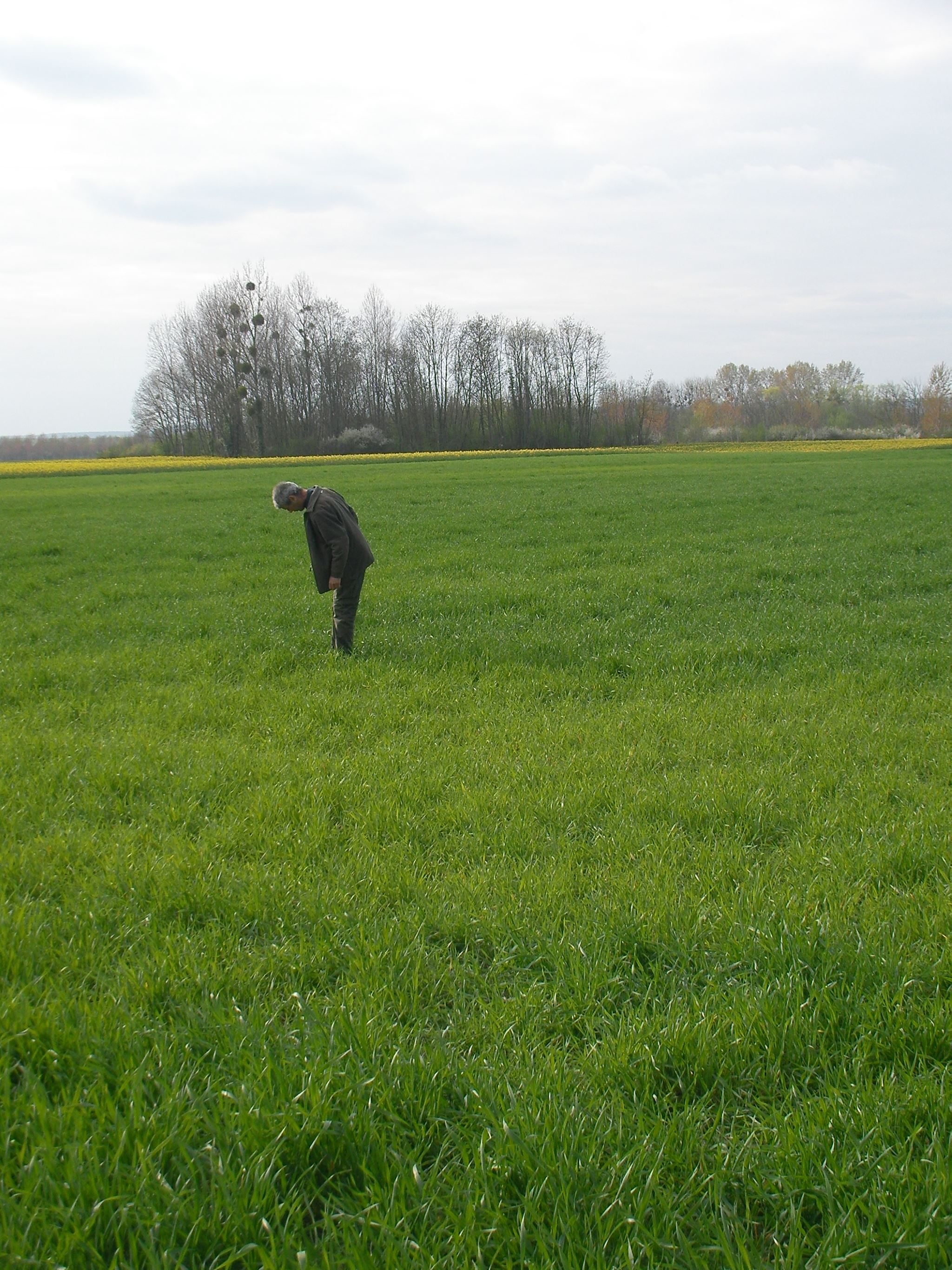 Jean-Marie inspecte le champ de pousses de grand épeautre