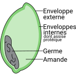 Schéma d'un grain de blé ou d'épeautre. Enveloppes internes et externes, l'amande et le germe